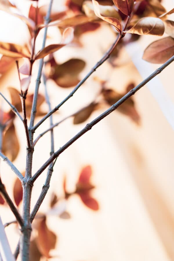 Leaves 16