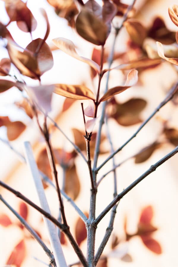 Leaves 17