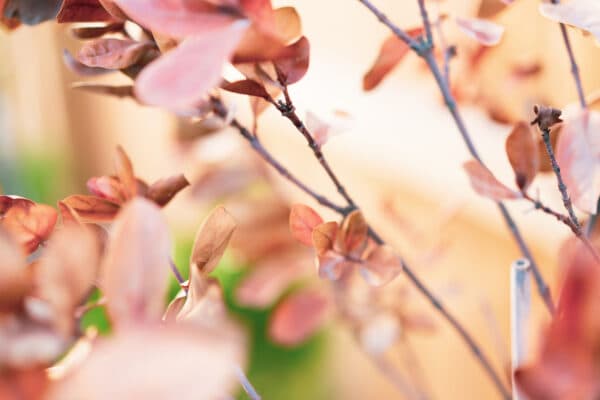 Leaves 18