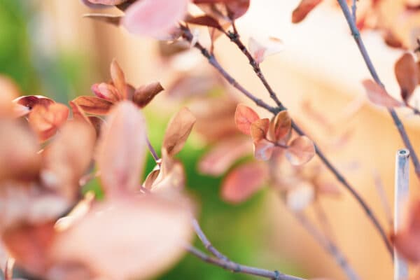 Leaves 19