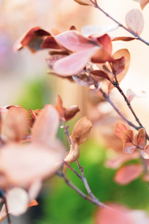 Leaves 20