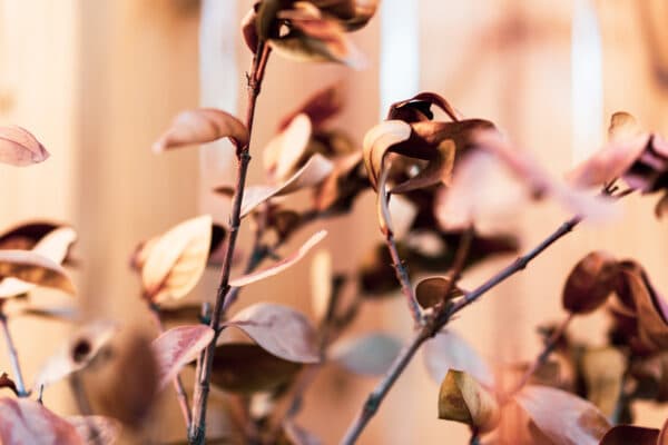 Leaves 21