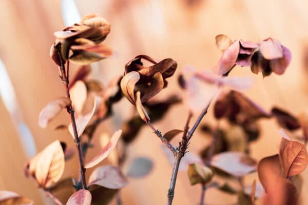 Leaves 22
