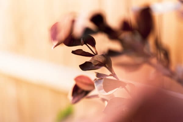 Leaves 23