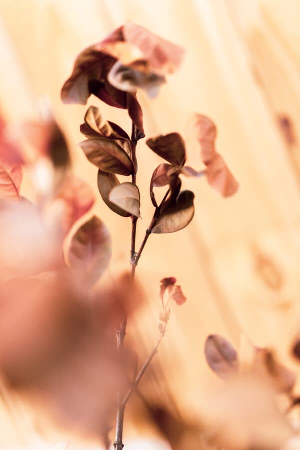 Leaves 24