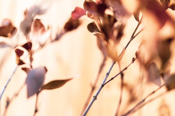 Leaves 25