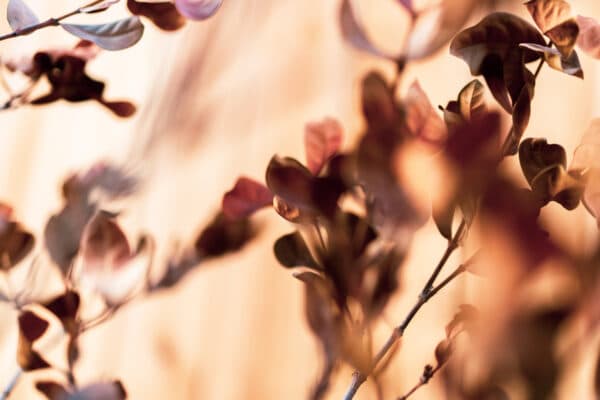 Leaves 26