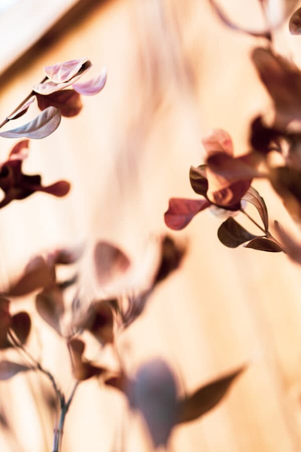 Leaves 27