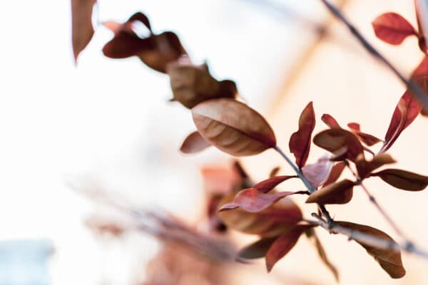 Leaves 28