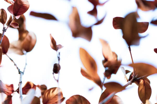Leaves 29