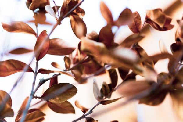 Leaves 30