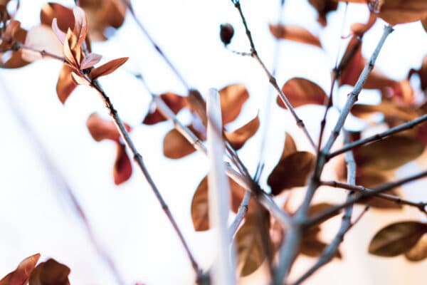 Leaves 31