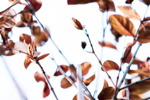 Leaves 32