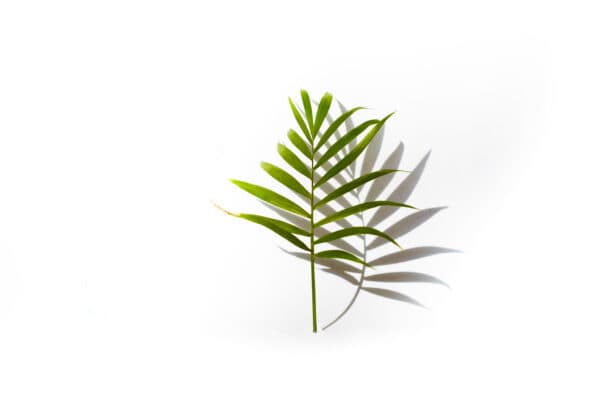 Palm Sunday Shoot 1