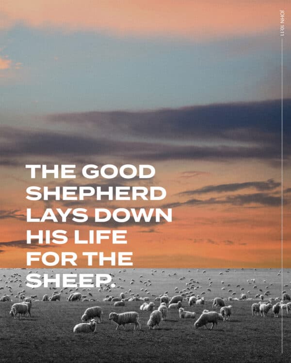 The good shepherd lays down his life for the sheep. - John 10:11