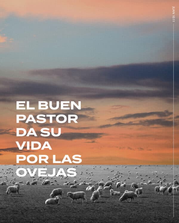 El buen pastor da su vida por las ovejas. - Juan 10:11