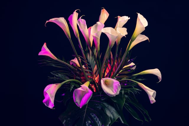 Vivid Flowers 004