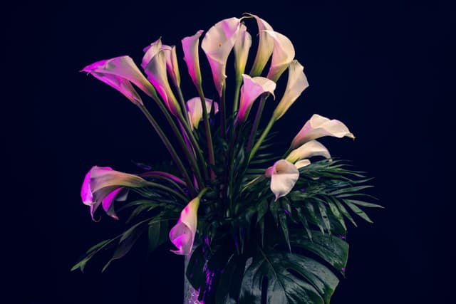 Vivid Flowers 005