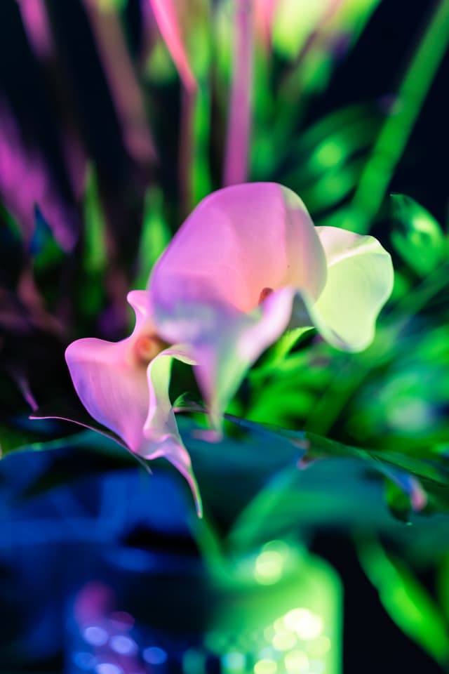 Vivid Flowers 006
