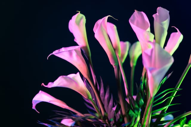 Vivid Flowers 007