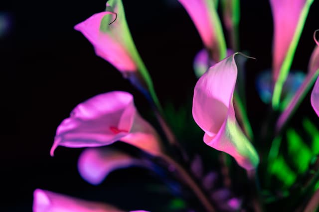 Vivid Flowers 008