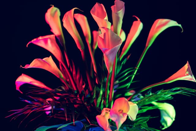 Vivid Flowers 009