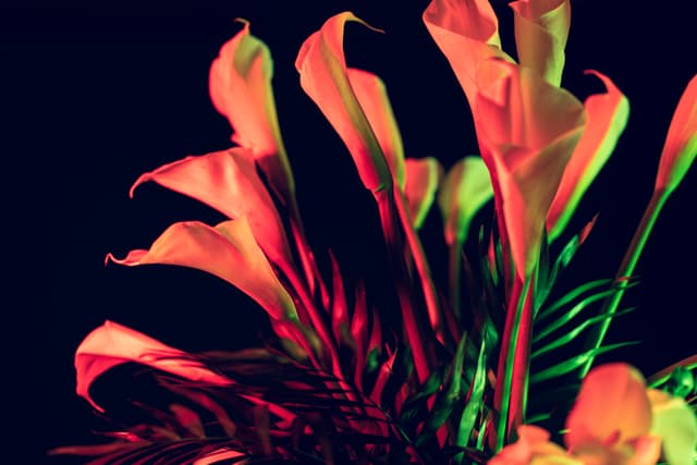 Vivid Flowers 010