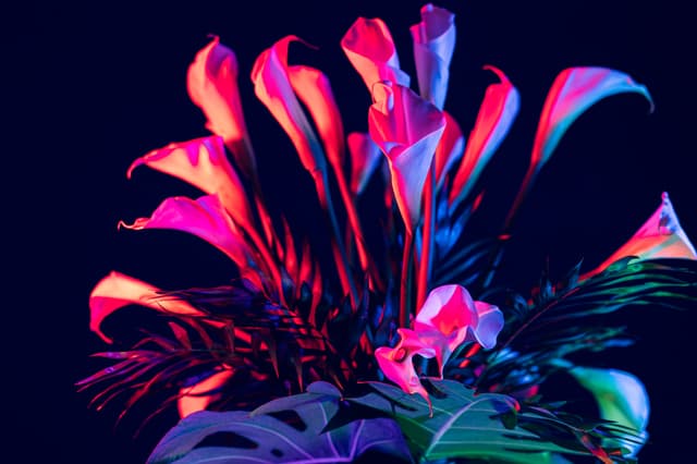 Vivid Flowers 016