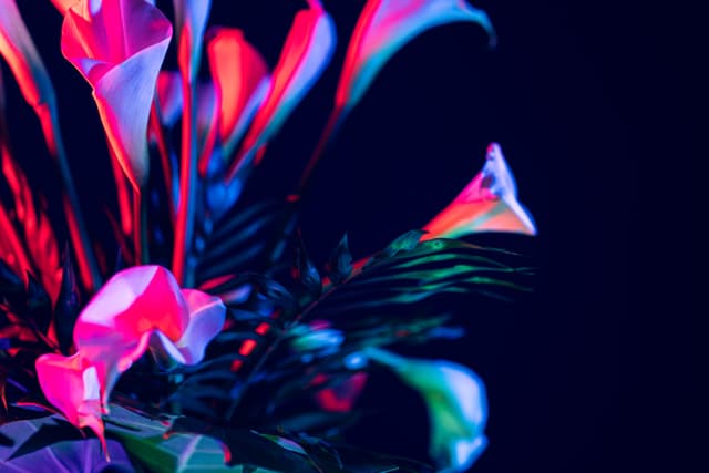 Vivid Flowers 017