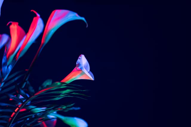 Vivid Flowers 018