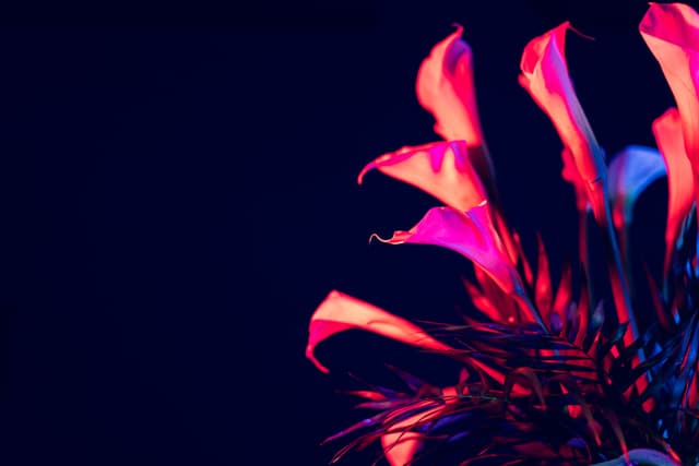 Vivid Flowers 019