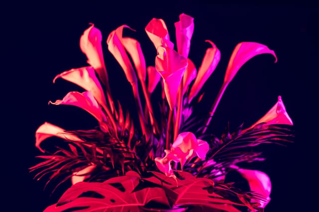 Vivid Flowers 020