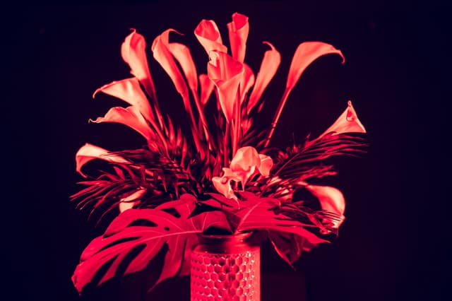 Vivid Flowers 021