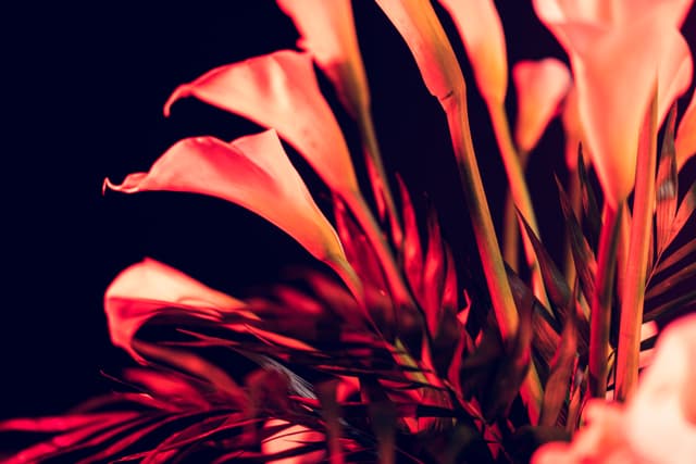 Vivid Flowers 022