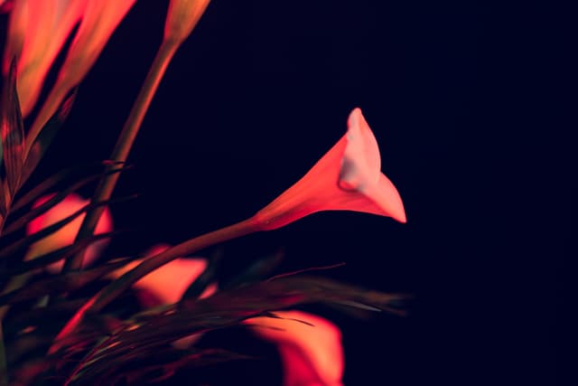 Vivid Flowers 023