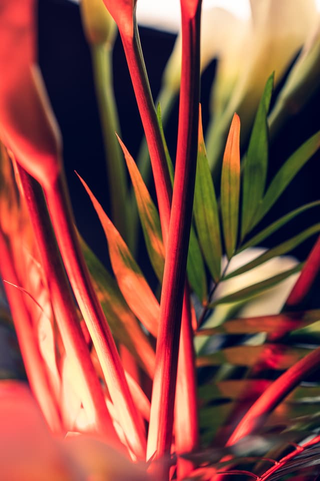 Vivid Flowers 024