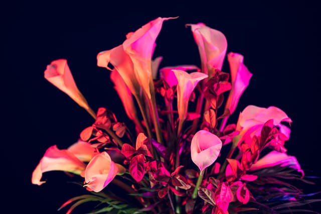 Vivid Flowers 028