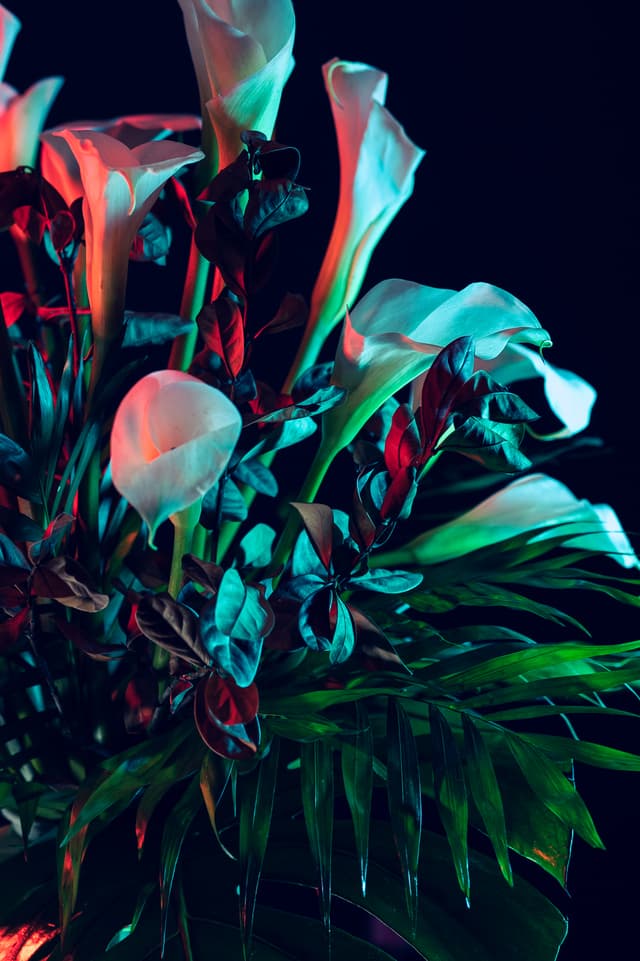 Vivid Flowers 029