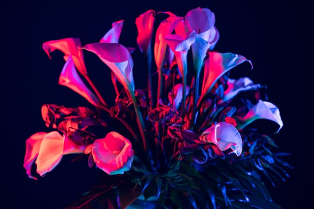 Vivid Flowers 031