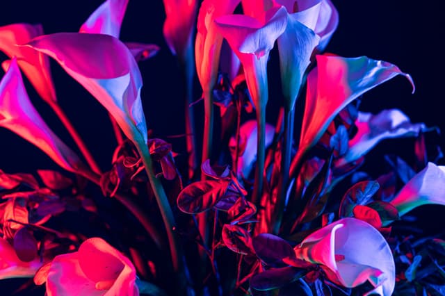 Vivid Flowers 032