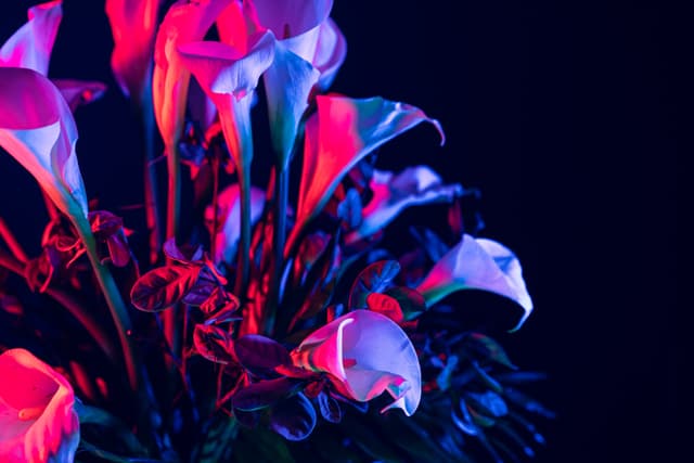 Vivid Flowers 033