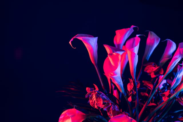 Vivid Flowers 034
