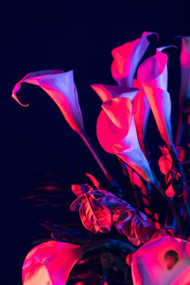 Vivid Flowers 035