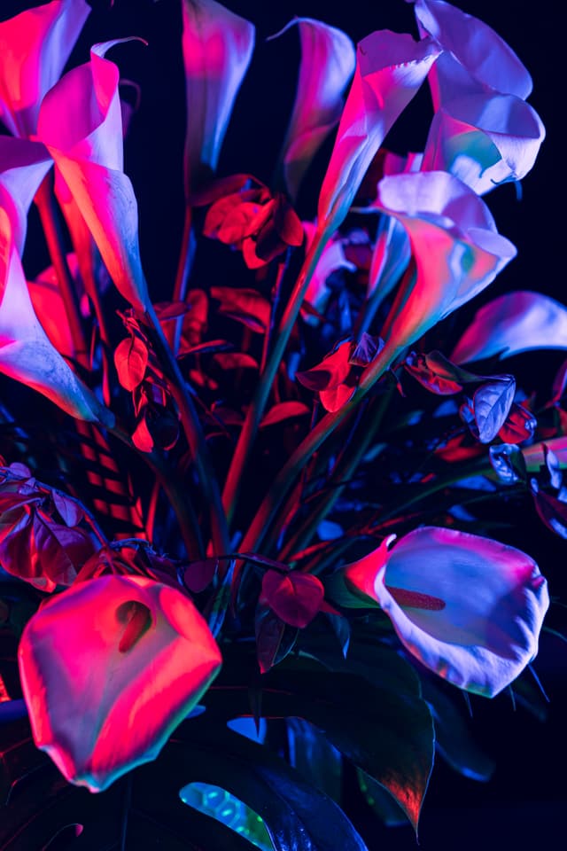 Vivid Flowers 036
