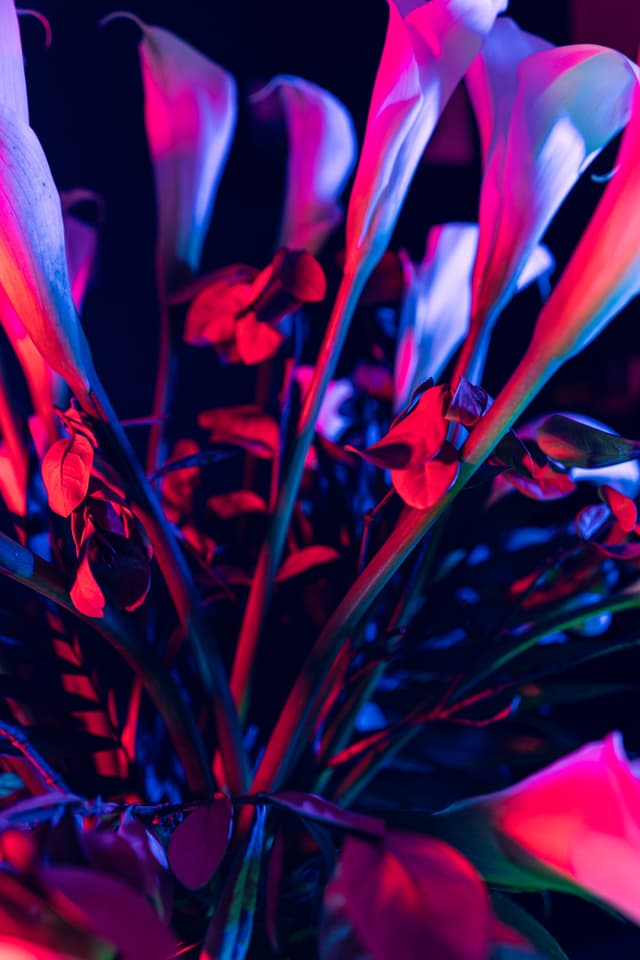 Vivid Flowers 038