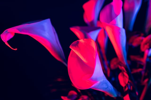 Vivid Flowers 039