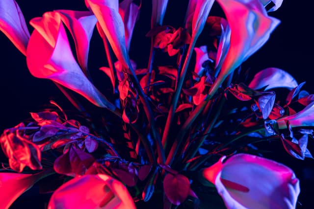 Vivid Flowers 040