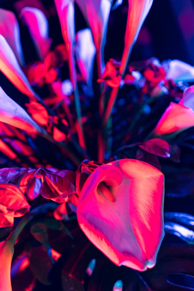 Vivid Flowers 041