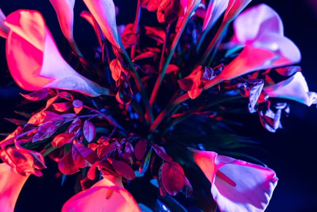 Vivid Flowers 042