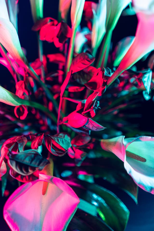 Vivid Flowers 043